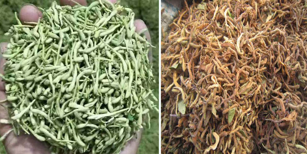 烘干金銀花畝產(chǎn)利潤多少？專業(yè)廠家詳解真實利潤